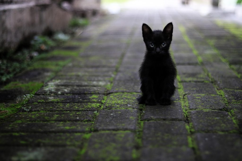 こちらを見つめる黒猫のイメージ
